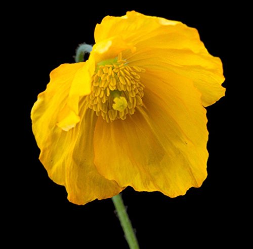 VISA STORE Enfriar el puerto de Gales, 103 semillas, amarillo y naranjas florece en la sombra