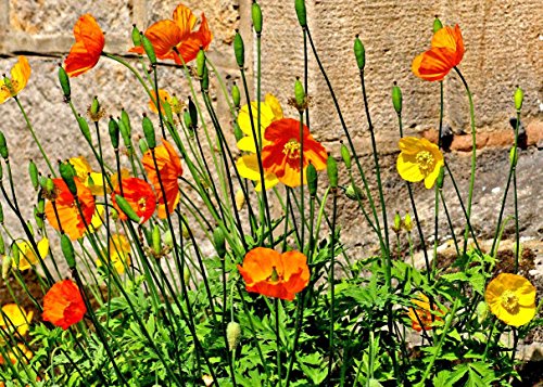 VISA STORE Enfriar el puerto de Gales, 103 semillas, amarillo y naranjas florece en la sombra