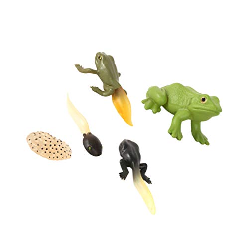 Vosarea - 1 juego de rana ciclo de vida para clases, accesorios educativos para niños, estudiantes, amigos, profesores, plástico, Rana, Talla 1