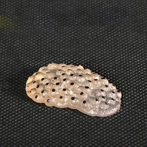 Vosarea - 1 juego de rana ciclo de vida para clases, accesorios educativos para niños, estudiantes, amigos, profesores, plástico, Rana, Talla 1