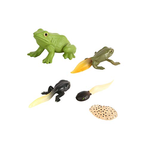 Vosarea - 1 juego de rana ciclo de vida para clases, accesorios educativos para niños, estudiantes, amigos, profesores, plástico, Rana, Talla 1