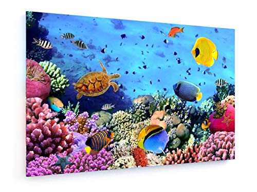 weewado Vladimir Golubev - Colonia de Coral - Mar Rojo - Egipto - 75x50 cm - Impresion en Lienzo - Muro de Arte - Canvas, Cuadro, Poster - Animals