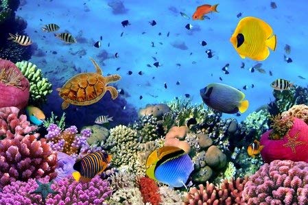 weewado Vladimir Golubev - Colonia de Coral - Mar Rojo - Egipto - 75x50 cm - Impresion en Lienzo - Muro de Arte - Canvas, Cuadro, Poster - Animals