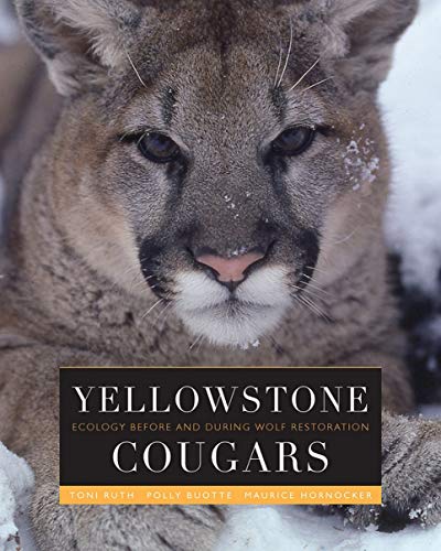 Yellowstone Cougars: Ecology before and during Wolf Restoration (English Edition)