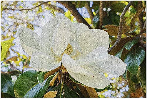 YYTOOF HD Vista de Primer Plano de una Flor de Magnolia grandiflora perfumada Blanca California 9016389 (19x27 ¡Rompecabezas Premium de 1000 Piezas Hecho en EE. UU.!)
