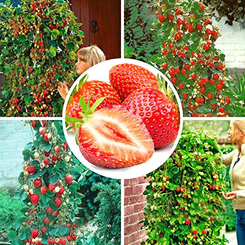 100 unids/pack de fresas fresa escalar grandes semillas de plantas rojas en casa jardín