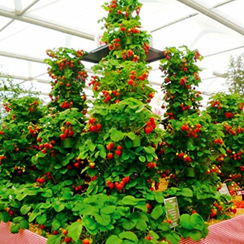 100 unids/pack de fresas fresa escalar grandes semillas de plantas rojas en casa jardín
