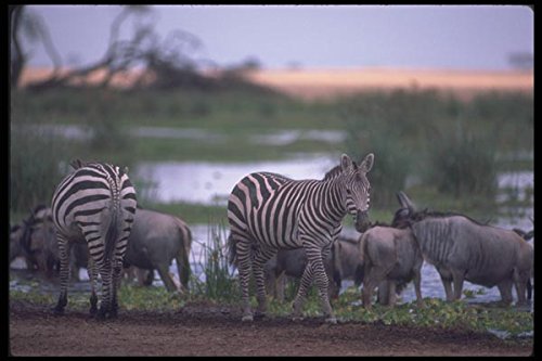 130043 Grant's Zebra At Water - Póster (A4, 25,4 x 20,3 cm), diseño de cebra