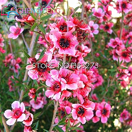 30pcs / bag Semillas raras Leptospermum scoparium de flores impresionante jardín Bonsai árbol de la flor de la planta regalo de semillas para el jardín de su casa