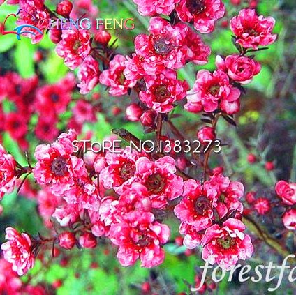 30pcs / bag Semillas raras Leptospermum scoparium de flores impresionante jardín Bonsai árbol de la flor de la planta regalo de semillas para el jardín de su casa