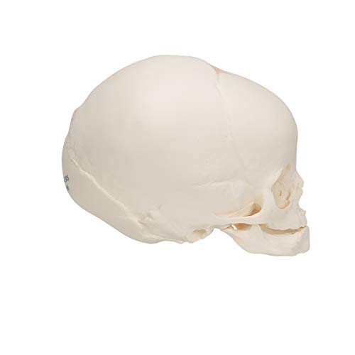 3B Scientific A25 Modelo de anatomía humana Cráneo de Feto + software de anatomía gratuito - 3B Smart Anatomy