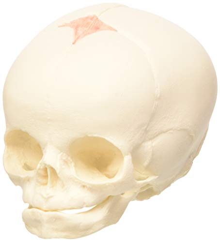 3B Scientific A25 Modelo de anatomía humana Cráneo de Feto + software de anatomía gratuito - 3B Smart Anatomy