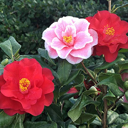 5 Semillas Camelia Japonica