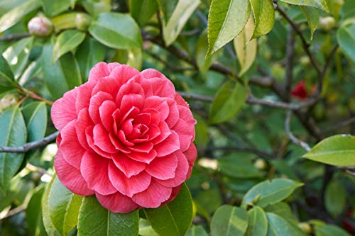 5 Semillas Camelia Japonica