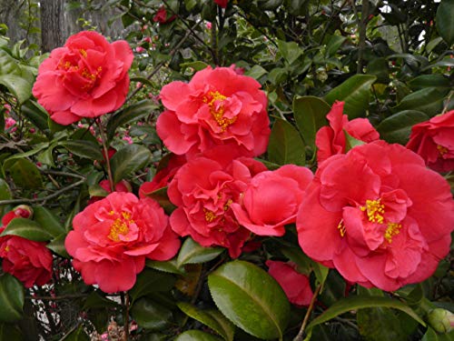 5 Semillas Camelia Japonica