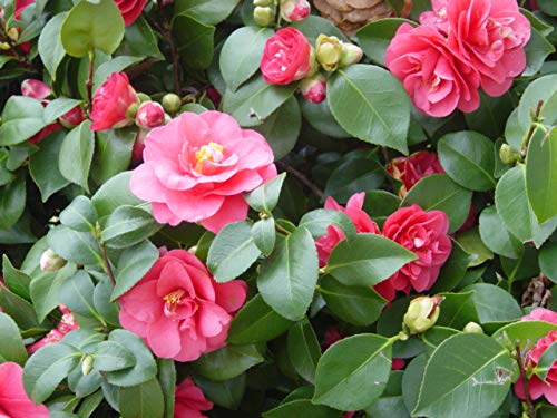 5 Semillas Camelia Japonica