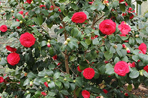 5 Semillas Camelia Japonica