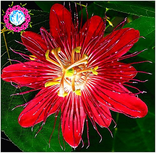 50 PC Passiflora semillas de árboles Semillas de frutas de la pasión Bonsai semillas de flores tropicales para el hogar Jardín de plantas Semillas De Frutas Raras