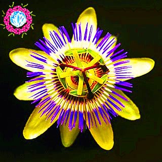50 PC Passiflora semillas de árboles Semillas de frutas de la pasión Bonsai semillas de flores tropicales para el hogar Jardín de plantas Semillas De Frutas Raras