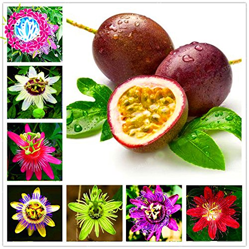 50 PC Passiflora semillas de árboles Semillas de frutas de la pasión Bonsai semillas de flores tropicales para el hogar Jardín de plantas Semillas De Frutas Raras
