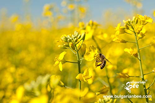 900 g Miel de Colza - crudo, sin calentar, sin filtrar, sin azúcar