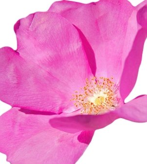 Aceite de Rosa Mosqueta - FRESH FACE - 100% puro frío chileno salvaje rejuvenecimiento naturalmente rico en vitaminas A, C & E y ácidos grasos esenciales para cicatrices, estrías, piel dañada por el sol y el envejecimiento