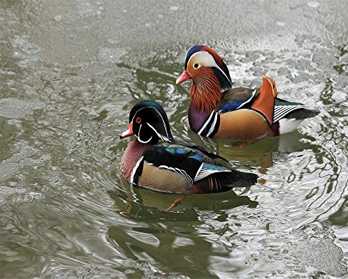 Adult Jigsaw 1000 Piece Diy Puzzle Game Duck Mandarin Duck For The Home Toy Game Gran Regalo Educativo