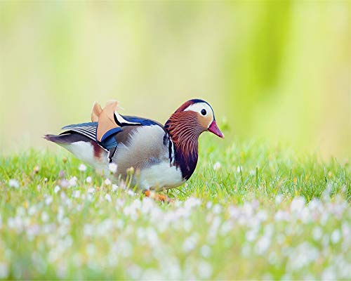 Adult Jigsaw 1000 Piece Diy Puzzle Game Mandarin Duck For The Home Toy Game Gran Regalo Educativo