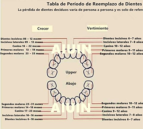 AIUIN 1X Madera de Caja Almacenamiento de Dientes Leches Caja de Recién Nacidos Recuerdo para Little Nephew Versión Regalos Español（Contiene pinzas pequeñas） (Niña)
