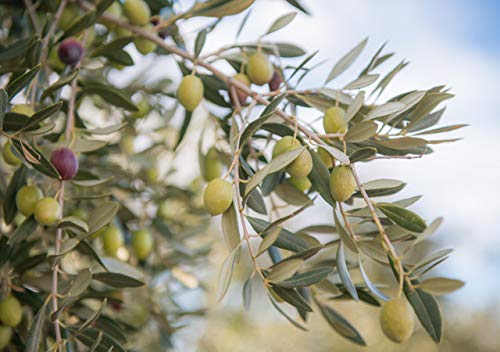 Aldonza, Aceite de Oliva Virgen Extra - 250 ml. - Primera Extracción en frío. (España)