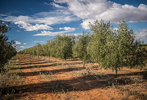 Aldonza, Aceite de Oliva Virgen Extra - 250 ml. - Primera Extracción en frío. (España)
