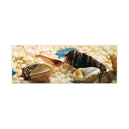 AntHouse Ecosistema Acuatico - Gambario - Biosfera Marina (con gambas Incluidas)