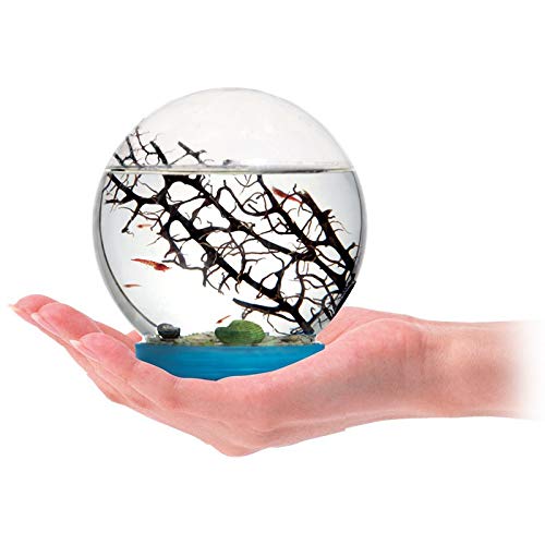 AntHouse Ecosistema Acuatico - Gambario - Biosfera Marina (con gambas Incluidas)