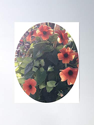 Beautiful Orange Fragrant Csned Lovely Petunia Flowers Pretty Regalo para la decoración del hogar Wall Art Print Poster 11.7 x 16.5 inch