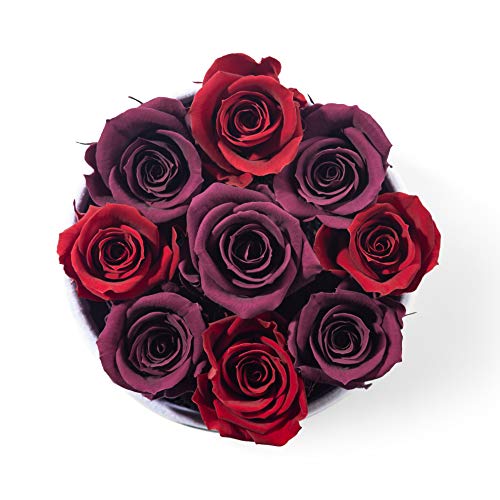 Bellissima Fiore Rosa Burdeo-Violeta Preservada Flores Decoración Habitación Regalo Original Cumpleaños, Aniversario, Madres, San Valentín, Sant Jordi, Novios Mesa Auxiliar Accesorio Rosas Eternas