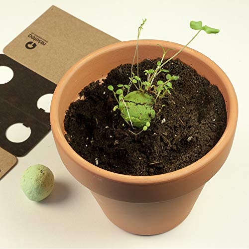 Bombas de biodiversidad - Jardín Mediterráneo