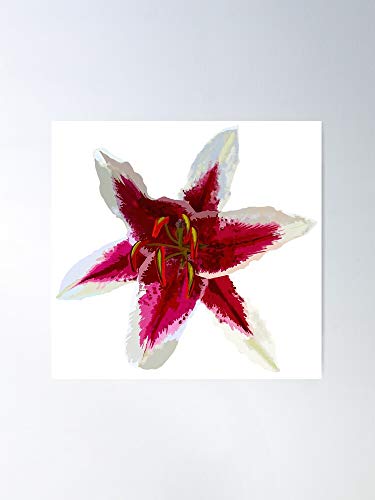 Botany Sciart Lilium Fragrant Lily Stargazer Oriental Hybrid Flower El póster de decoración de interiores más impresionante y elegante disponible en tendencia ahora