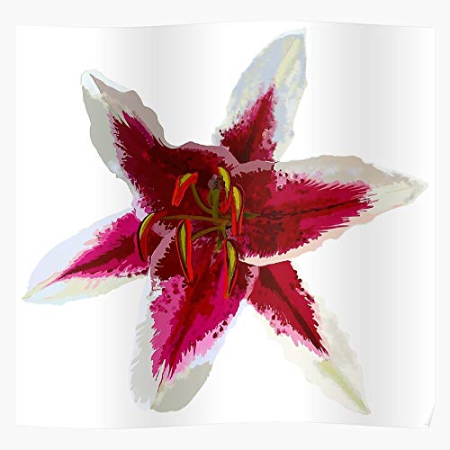 Botany Sciart Lilium Fragrant Lily Stargazer Oriental Hybrid Flower El póster de decoración de interiores más impresionante y elegante disponible en tendencia ahora