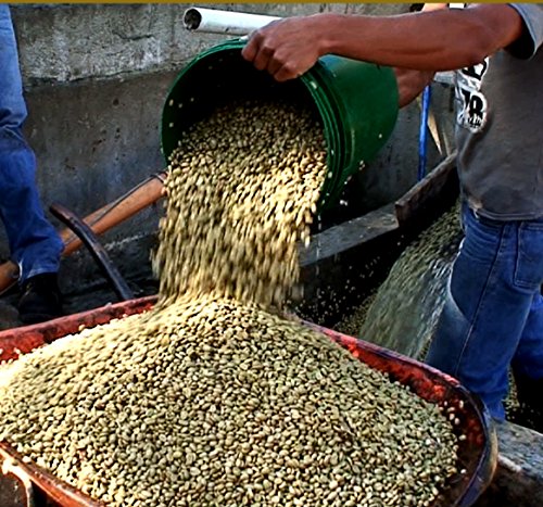 Café verde: practique la mezcla de café Arabica (100% Arábica) para tostar y tostar en su tostador casero - 1000 g