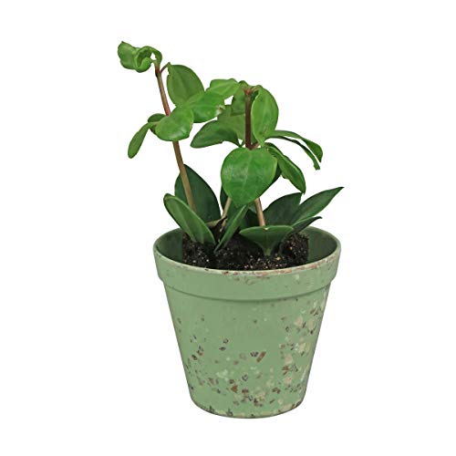 Capventure Jungle Fever S-Maceta, Color Verde