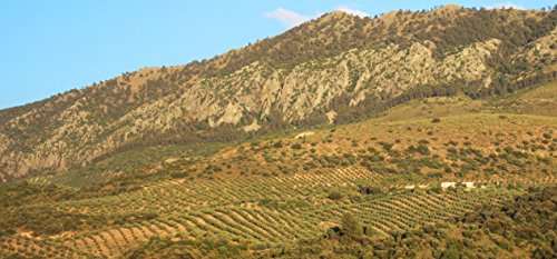 Cortijo La Muralla - Aceite de Oliva Virgen Extra Variedad Arbequina - Cosecha Familiar - Formato Caja 8 unidades de 2 L