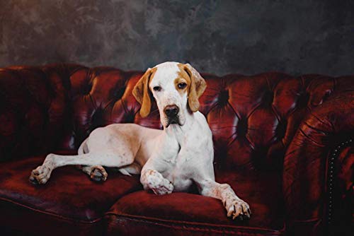 DIY Kit de pintura de diamante 5D hecho a mano Perro polinesio en el sofá Diamante redondo Bordado Imagen Decoración para el hogar Arte de la pared