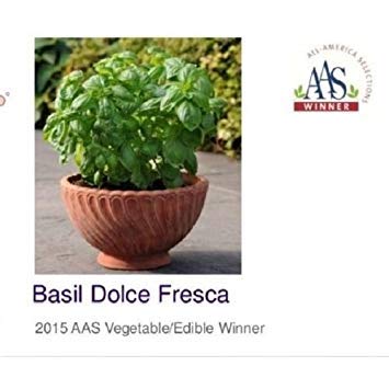 Dolce Fresca Basil (100 Seeds) ornamental, fragrant,and, most of all delicious!