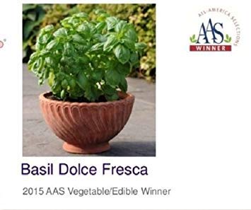 Dolce Fresca Basil (100 Seeds) ornamental, fragrant,and, most of all delicious!