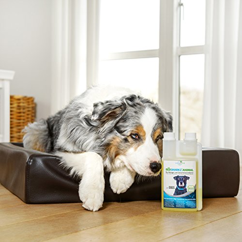 Ecosharkz neutralizador de olores en Spray para Perros - eliminador Natural de olores - Concentrado de Alto Rendimiento para Eliminar el Olor a orina (Rendimiento 25 litros listos para Usar)