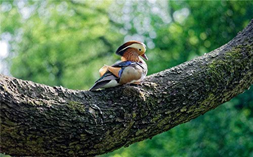 ELLCDRJ Casual Difficulty Mode 1000 Piece Puzzle Photo of a Colorful Mandarin Duck Perched on Tree Branch Educational Toys for Adult Children（ELL077）