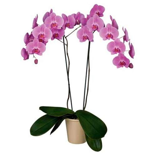 Florclick - Planta Orquídea Phalaenopsis morada natural - Envío gratis en 24 horas