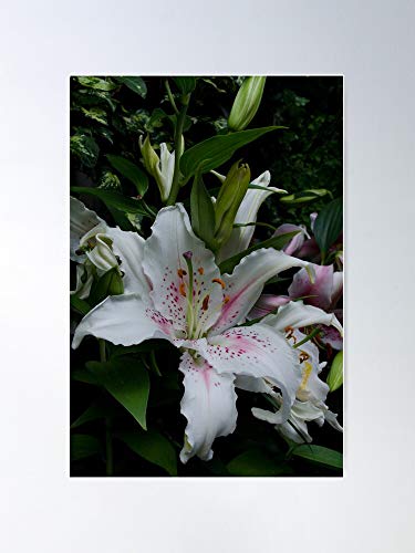 Flowers Fragrant Oriental Lilies Perennials El póster de decoración de interiores más impresionante y elegante disponible en tendencia ahora