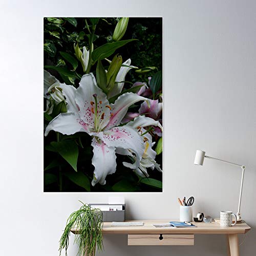 Flowers Fragrant Oriental Lilies Perennials El póster de decoración de interiores más impresionante y elegante disponible en tendencia ahora