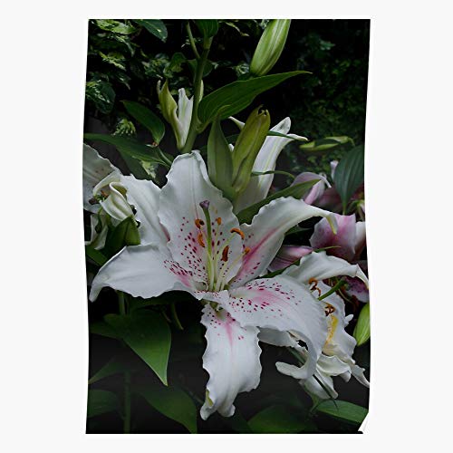 Flowers Fragrant Oriental Lilies Perennials El póster de decoración de interiores más impresionante y elegante disponible en tendencia ahora